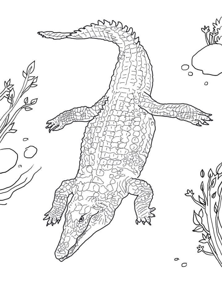 Dessin De Crocodile Du Nil coloring page