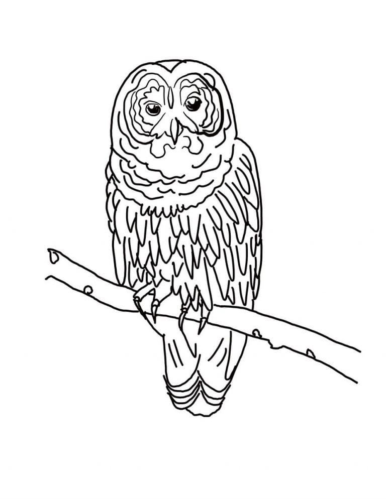 Dessin De Hibou coloring page