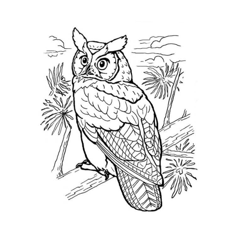 Image De Hibou Beau coloring page