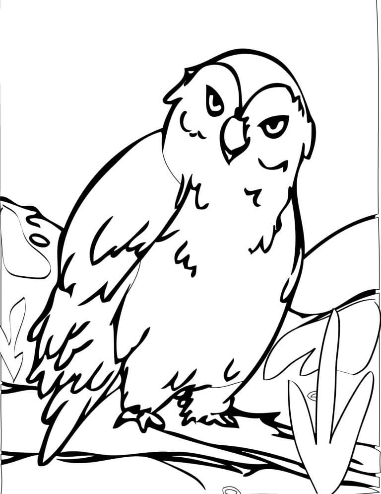 Image De Hibou Gratuit Pour Les Enfants coloring page