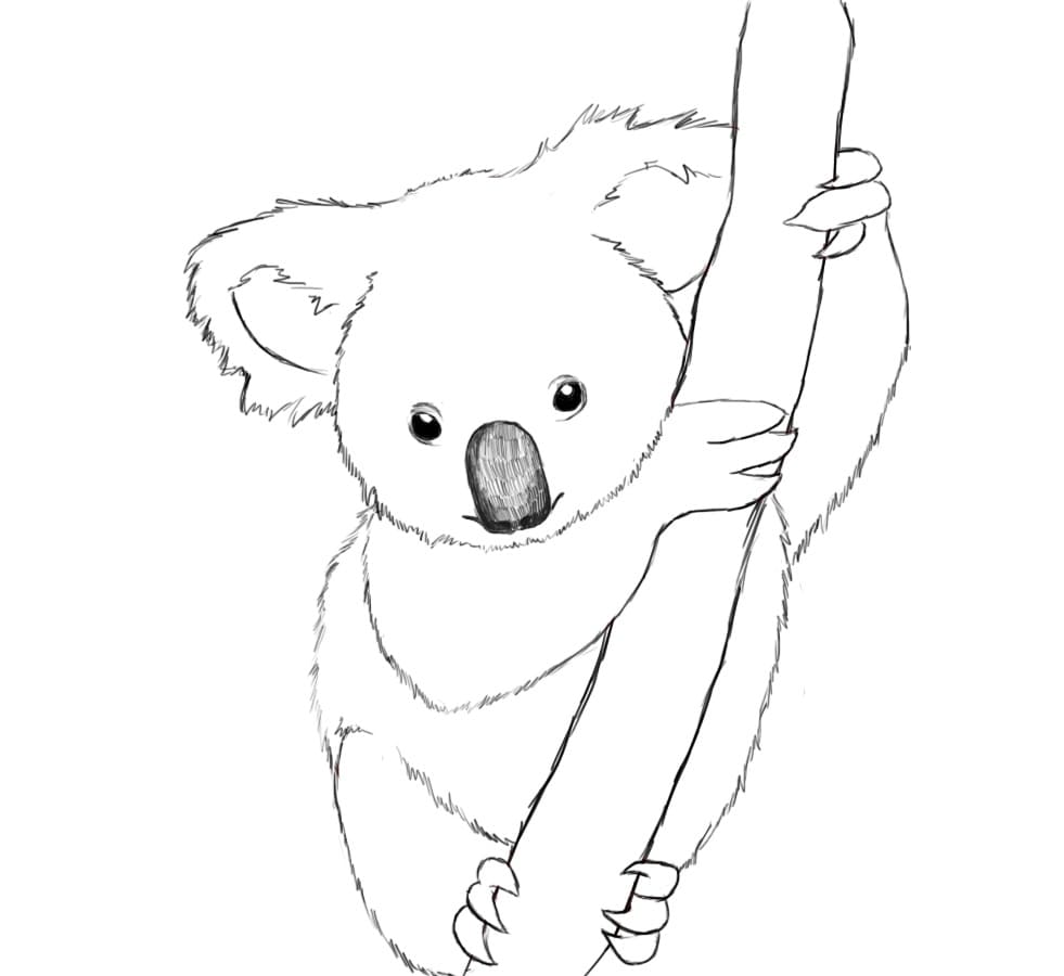 Coloriage Koala 5