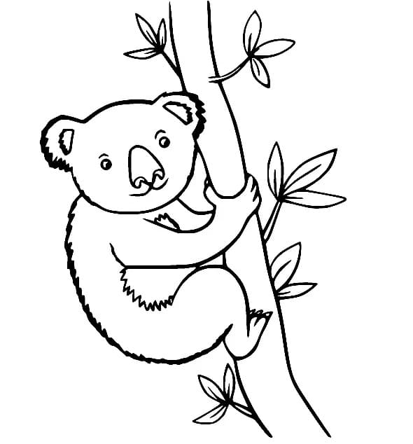 Coloriage Koala Sur une Branche d’arbre