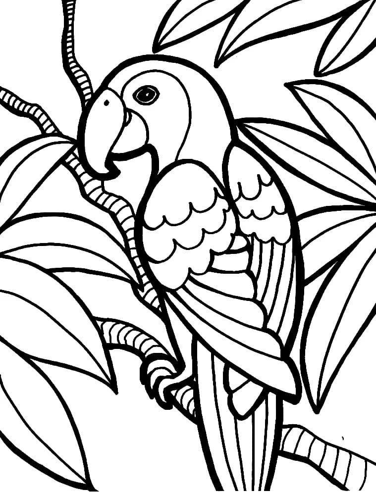 Coloriage Oiseau Perroquet