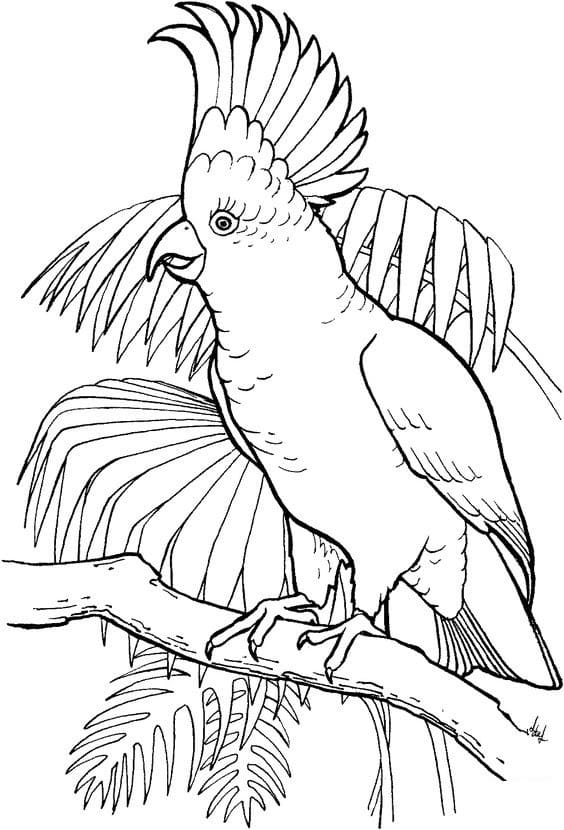 Perroquet Cacatoès coloring page