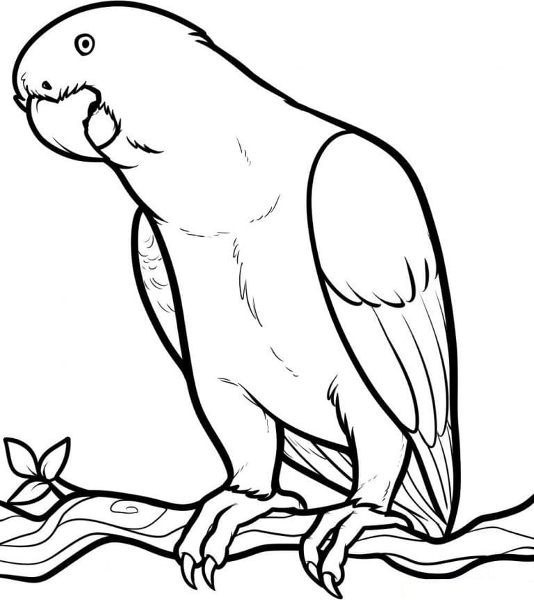 Perroquet Normal coloring page