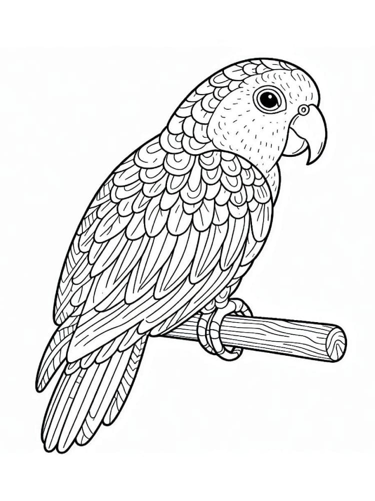 Perroquet Pour Les Enfants De 5 An coloring page