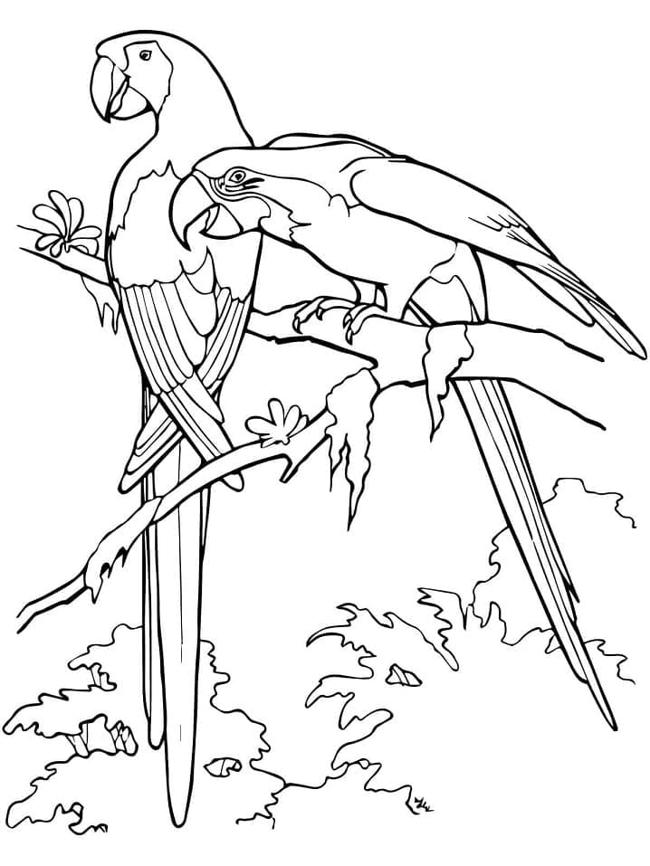 Perroquets coloring page