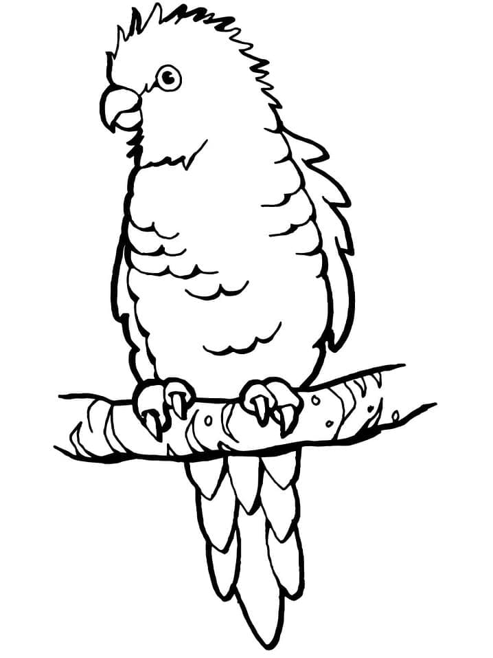 Petit Perroquet coloring page