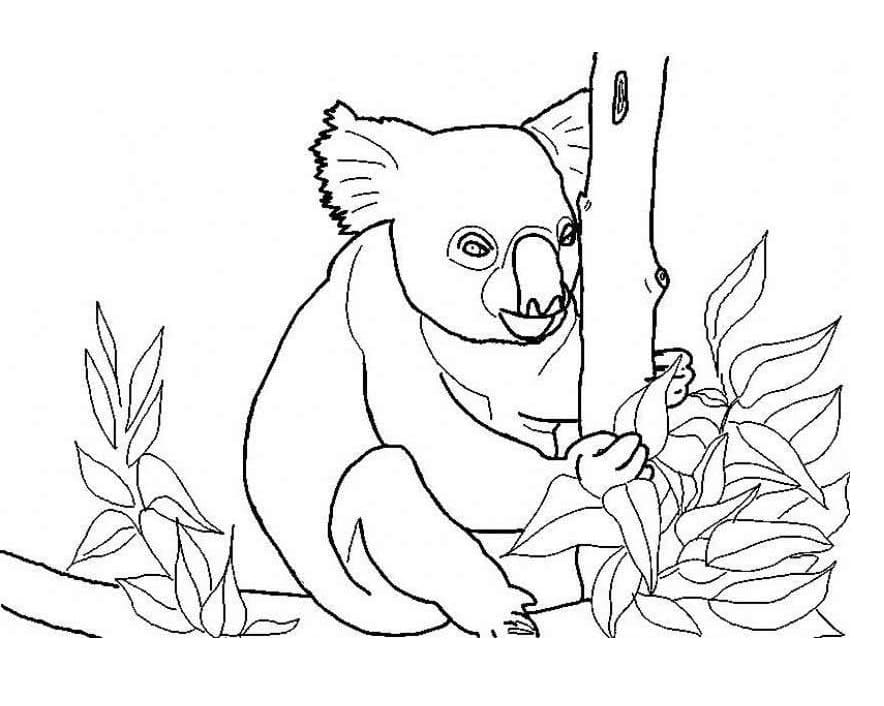 Un Koala coloring page