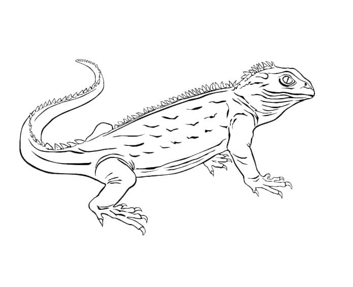 Dessin De Lézard Basique coloring page