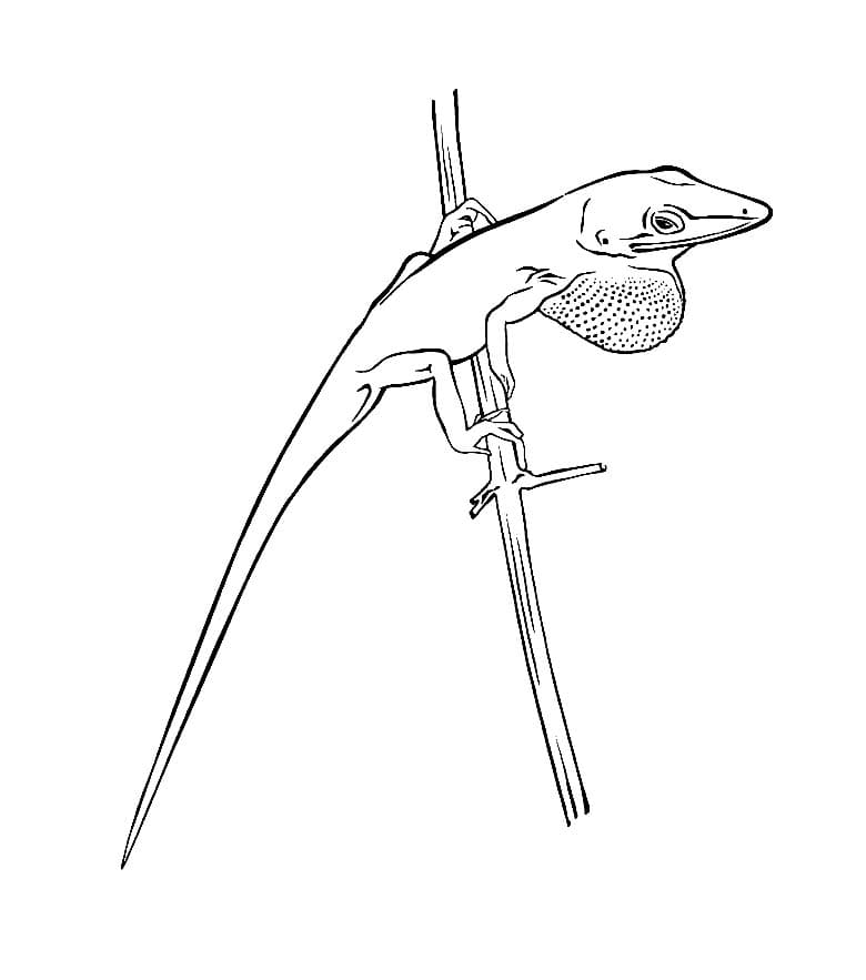 Dessin De Lézard Facile coloring page