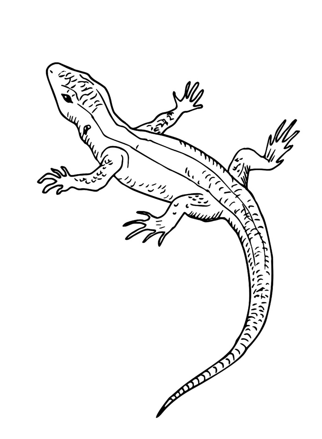 Dessin De Lézard coloring page