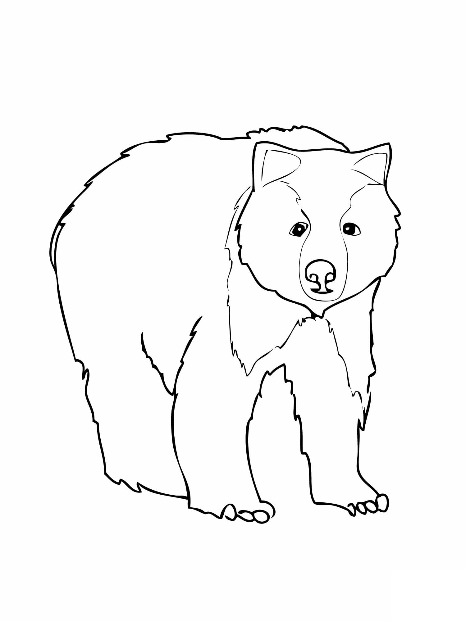 Dessin Gratuit De Ours Image coloring page