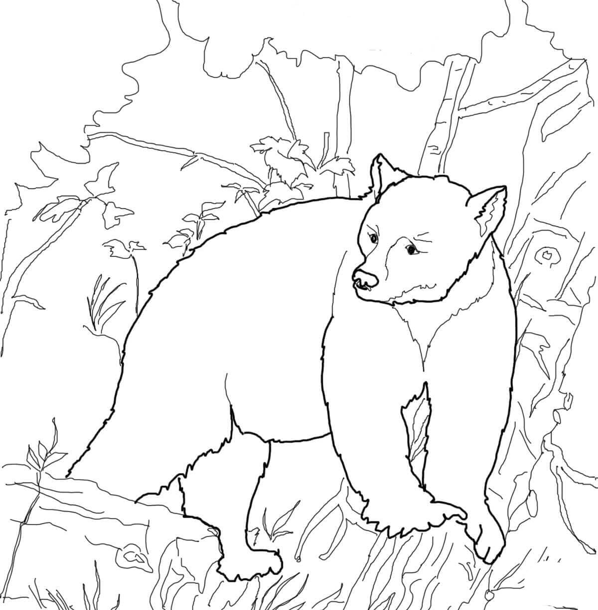 Dessin Gratuit De Ours Imprimable coloring page