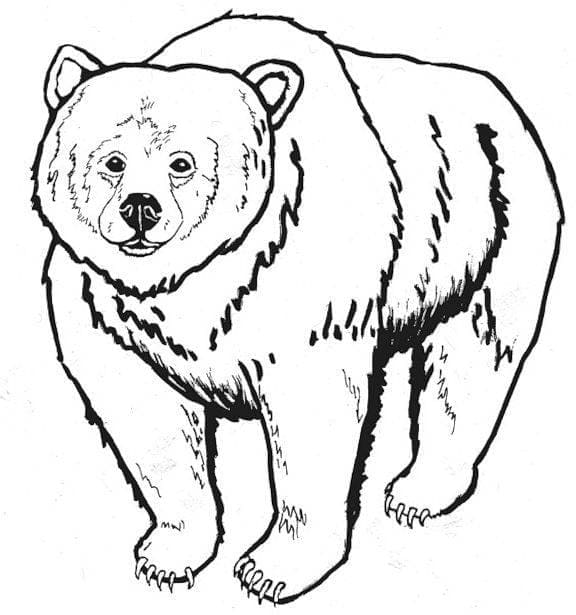 Grizzly coloring page