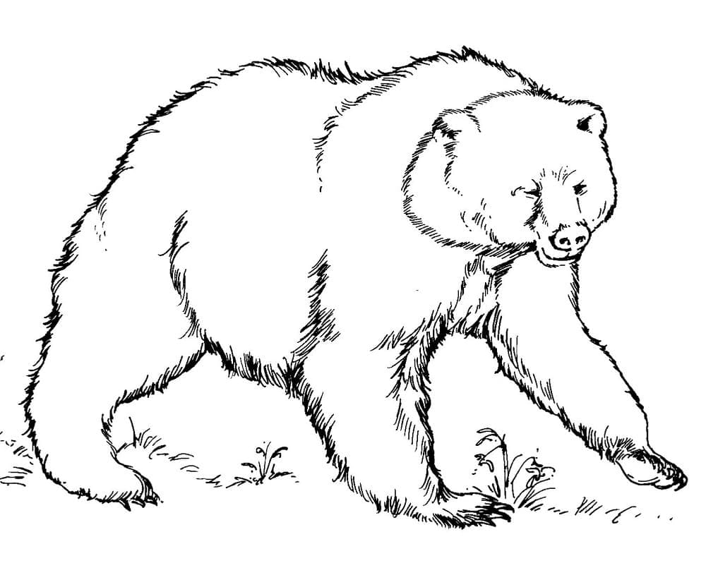 Gros Ours coloring page