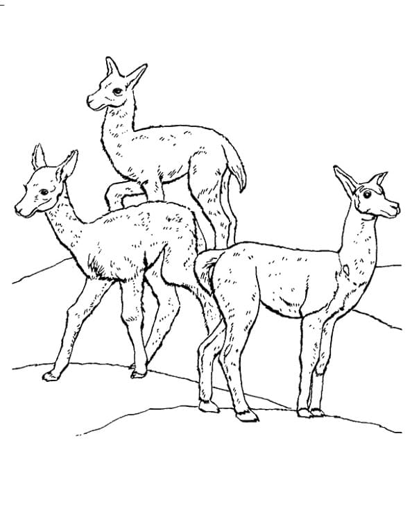 Lamas coloring page