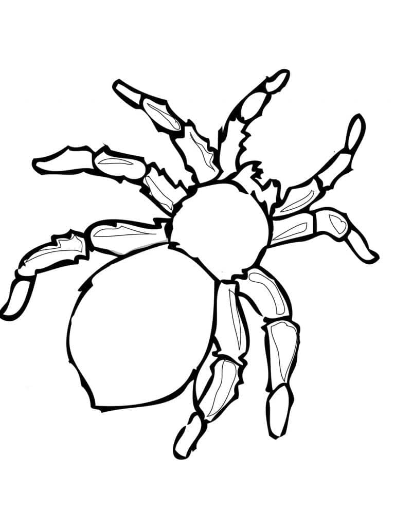 Une Araignée coloring page