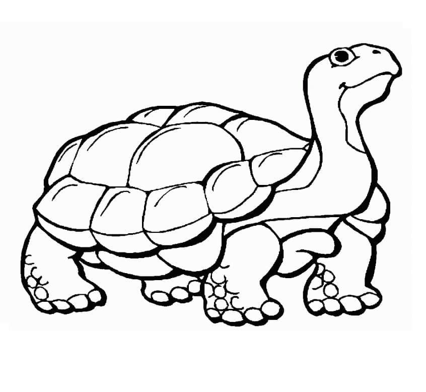 Une Tortue coloring page