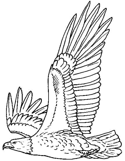 Aigle Incroyable coloring page
