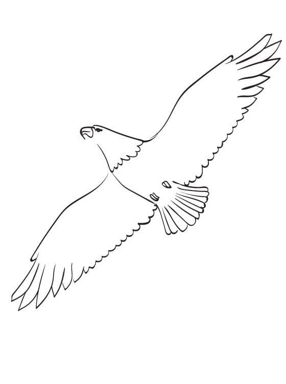Aigle Simple coloring page