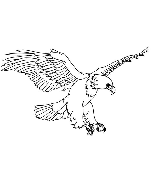 Aigle Volant coloring page