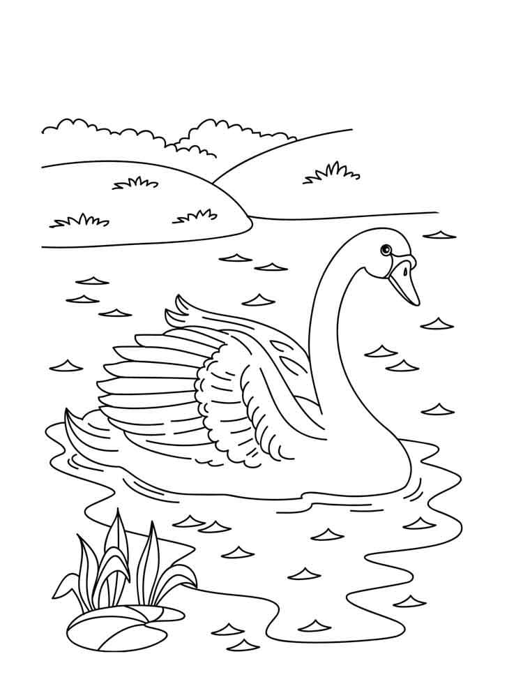Beau Cygne coloring page