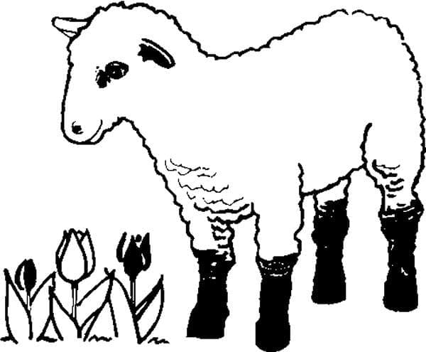 Agneau Normal coloring page