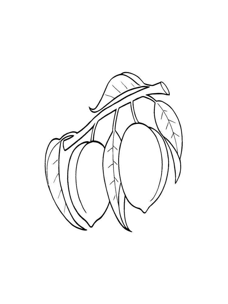 Apricots 3 coloring page