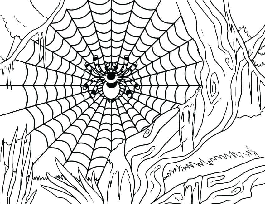 Coloriage Araignée sur la toile d'araignée
