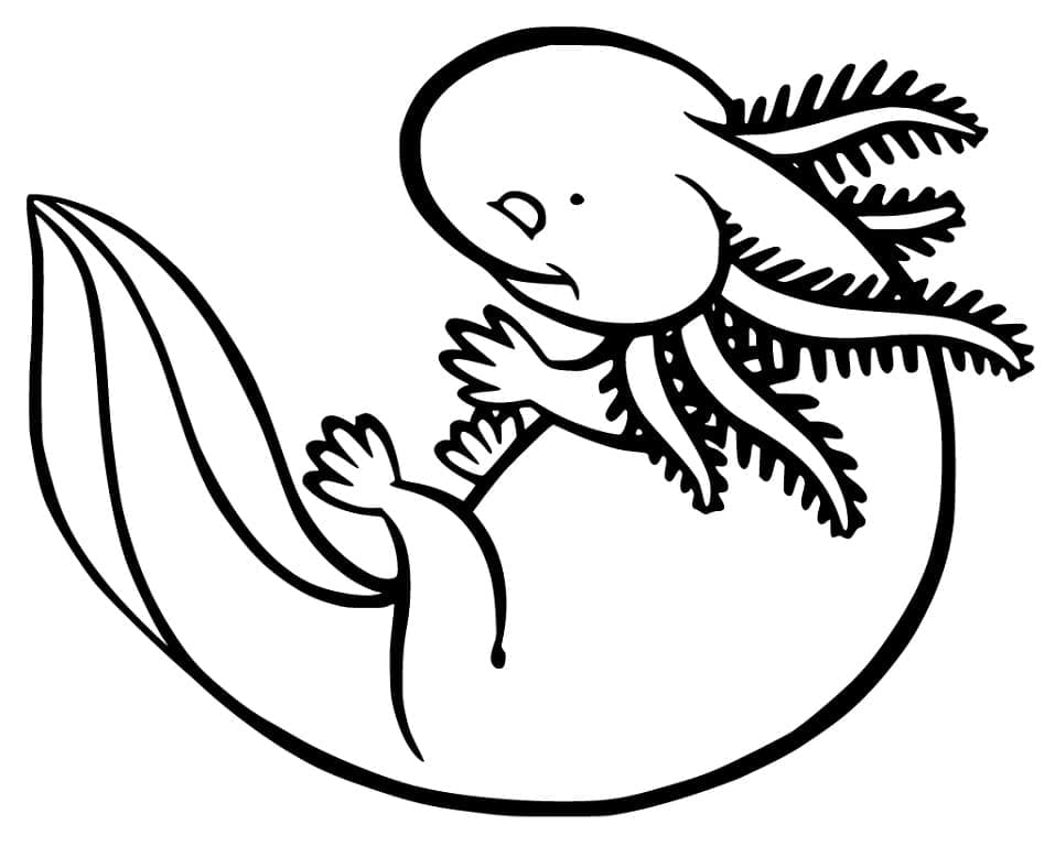 Axolotl Gratuit coloring page