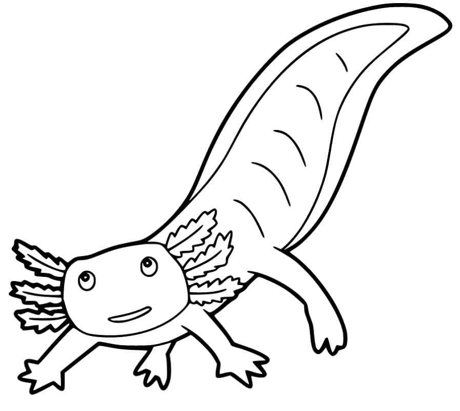 Coloriage Axolotl Mignon