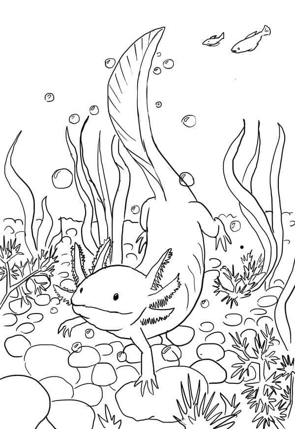 Coloriage Axolotl Nage