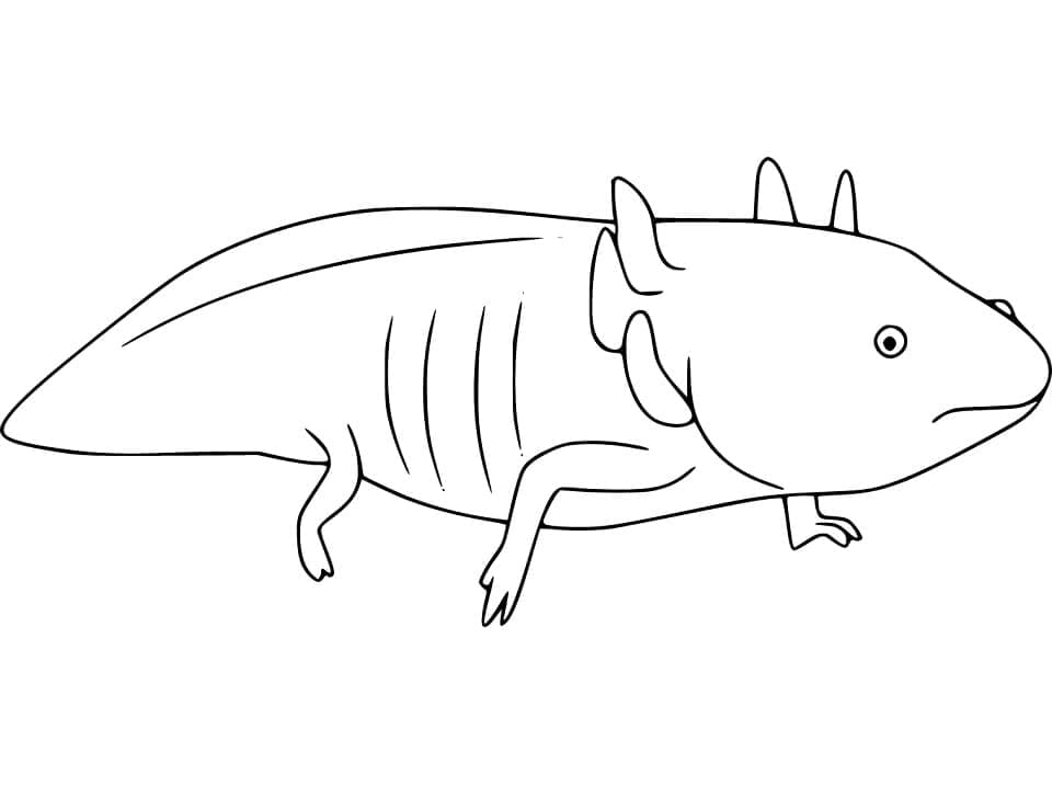 Axolotl Pour les Enfants coloring page