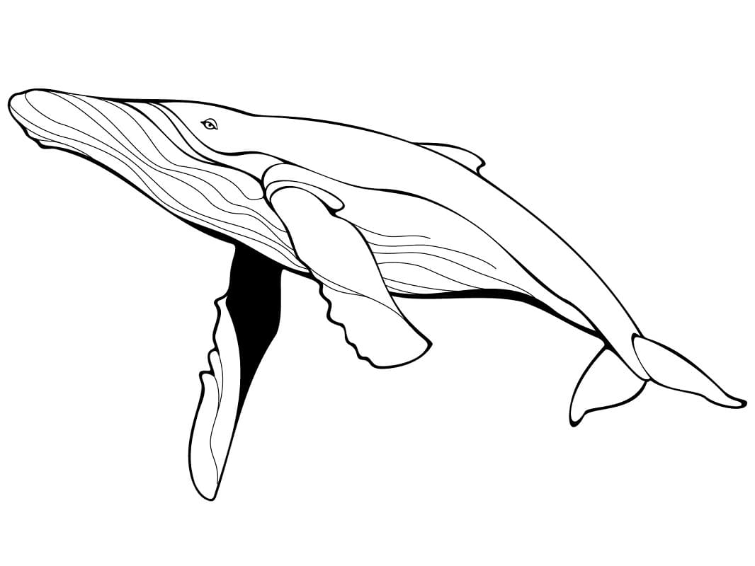 Baleine Bleue coloring page