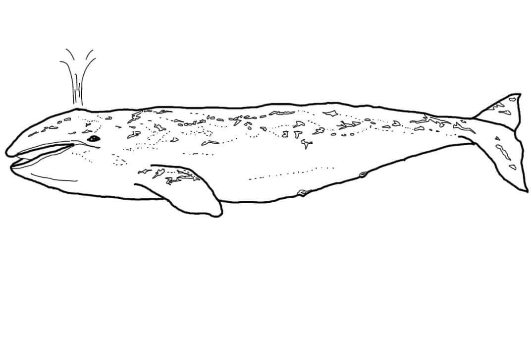 Baleine Grise coloring page