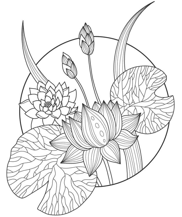 Coloriage Belle Fleur de Lotus