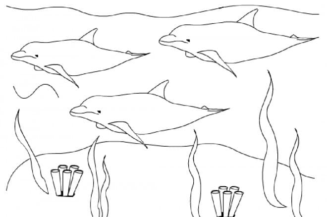 Coloriage Dauphins Nageurs