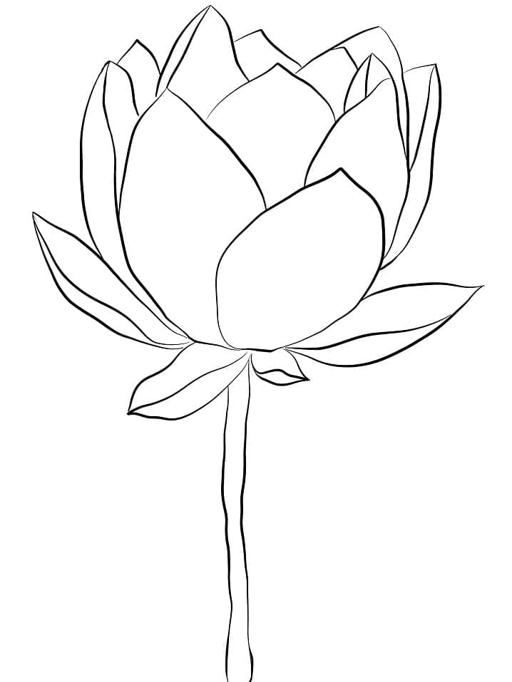 Coloriage Fleur de Lotus 1