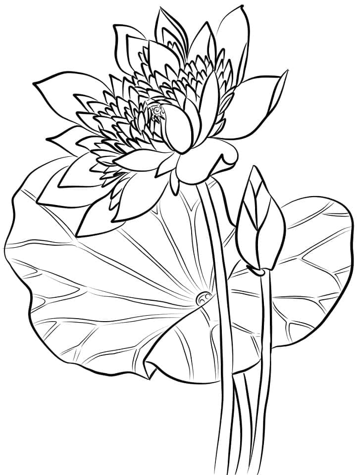 Coloriage Fleur de Lotus 2