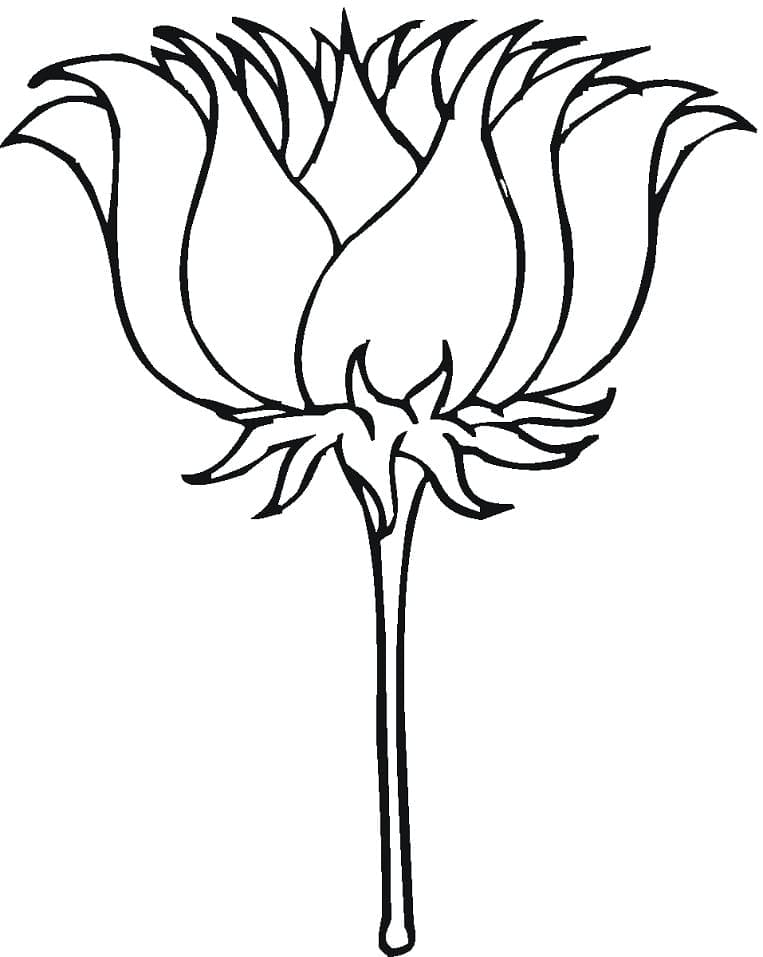 Coloriage Fleur de Lotus 3