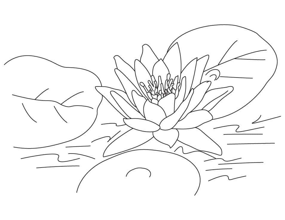 Coloriage Fleur de Lotus Gratuite Pour les Enfants