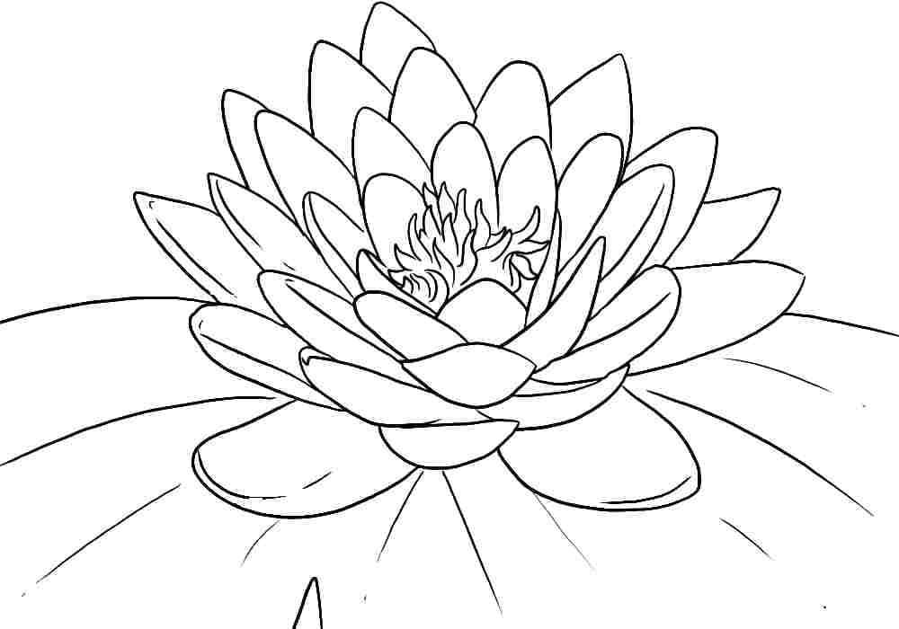 Coloriage Fleur de Lotus Gratuite
