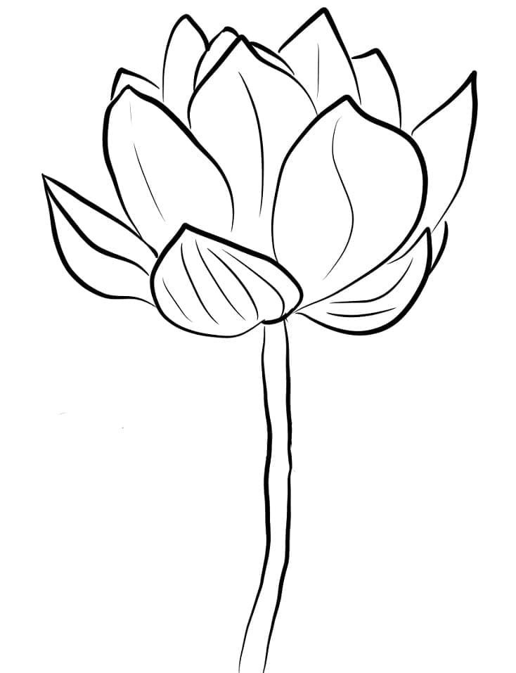 Coloriage Fleur de Lotus Pour Enfants