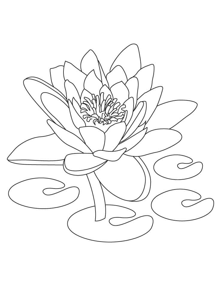 Coloriage Fleur de Lotus Pour les Enfants