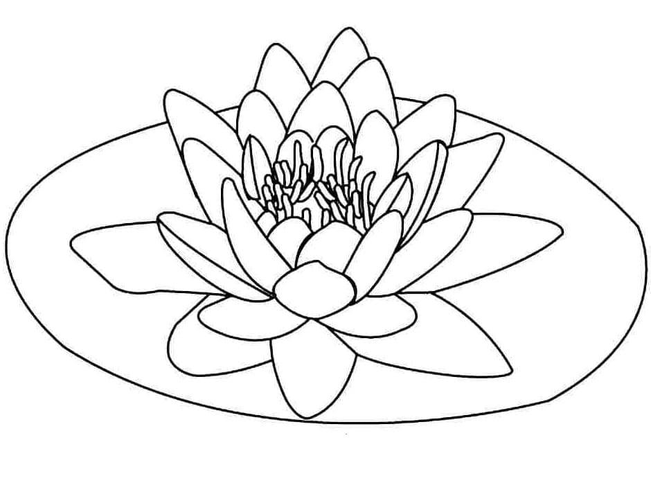 Coloriage Fleur de Lotus