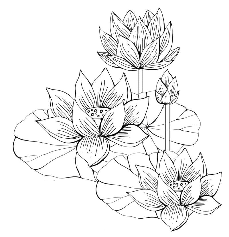 Coloriage Fleurs de Lotus
