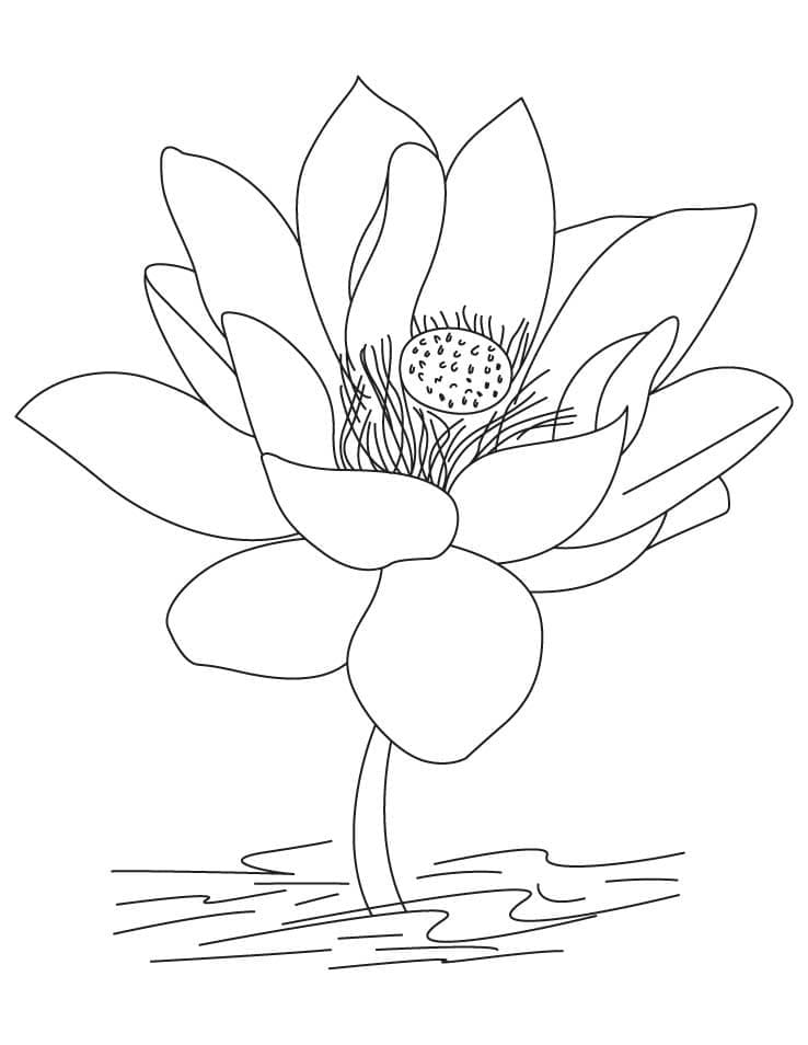 Coloriage Jolie Lotus