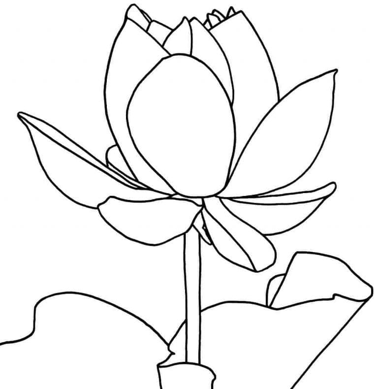 Coloriage Lotus Pour Enfants