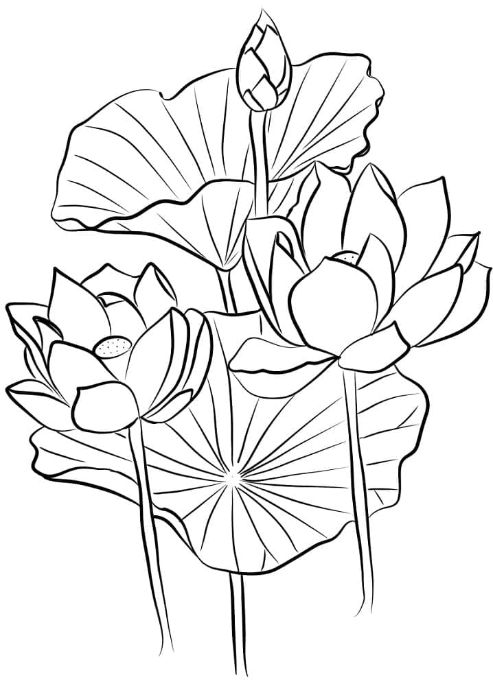 Coloriage Lotus Sacré